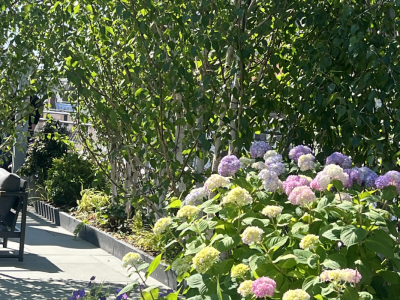 A tree installation on a roof garden; image by New York Green Roofs of Brooklyn, NY for OptConnect, July 2024